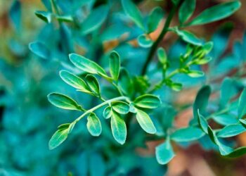 Como cuidar de arruda: características, plantio e dicas expert