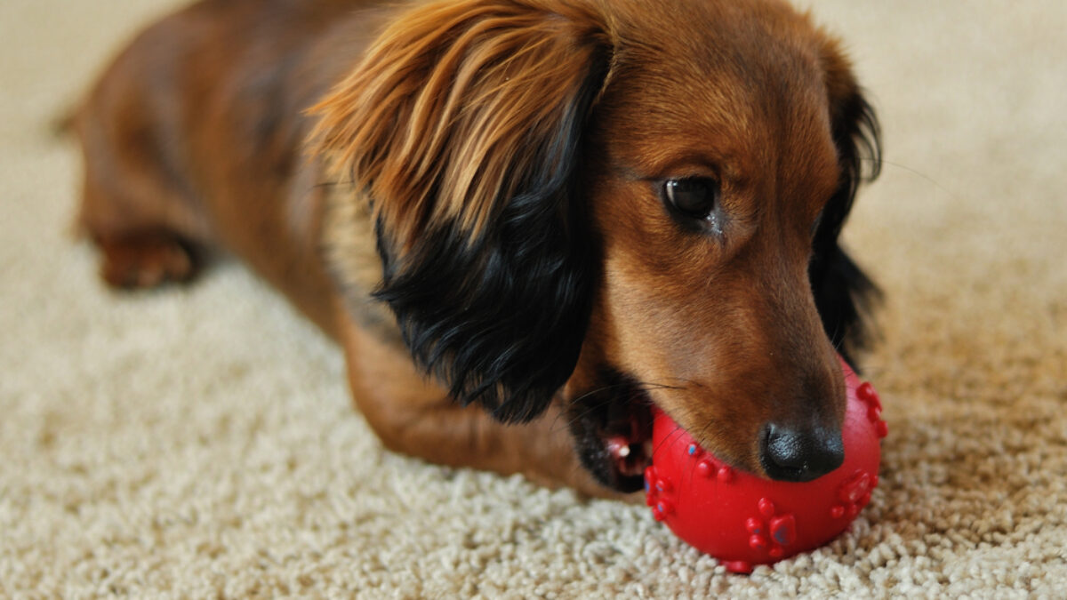 Vira lata pequeno para apartamento Clearance