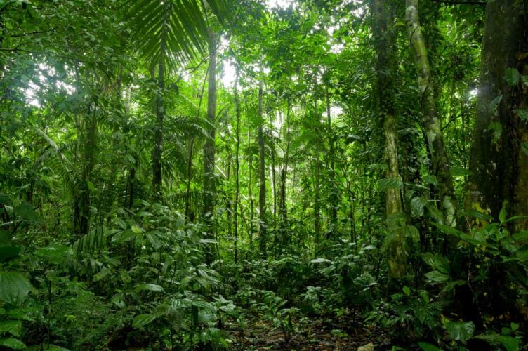 Conheça As 10 Maiores Florestas do Mundo por Área