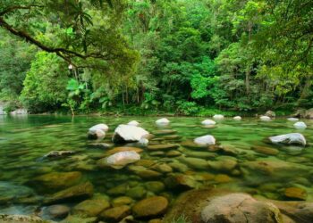 Conheça as 10 maiores florestas do mundo por área