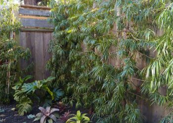 Podocarpo: características, como cuidar, plantar e dicas de paisagismo