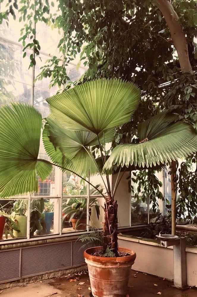 A Palmeira Leque é uma exibicionista! Suas folhas são super decorativas e enchem, literalmente, qualquer ambiente