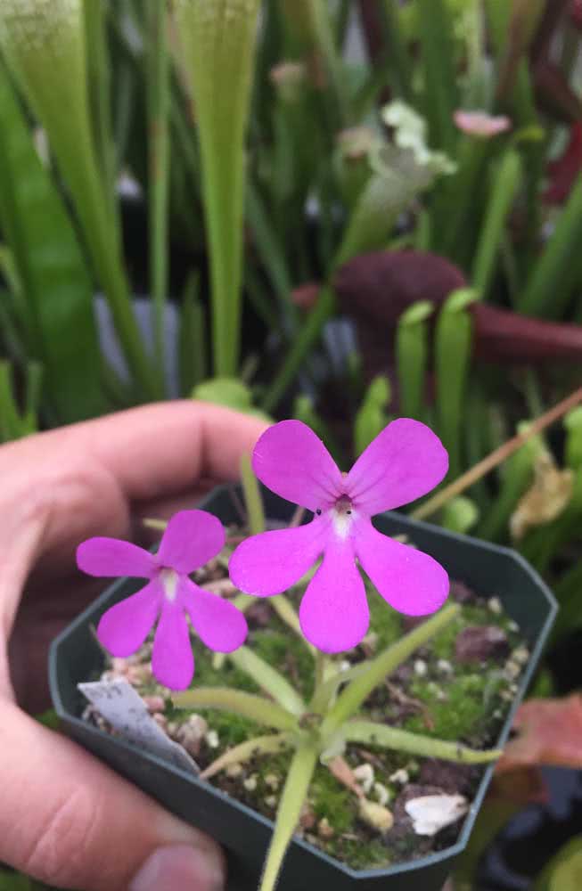 Pinguicula is so delicate that it doesn’t even look like a carnivorous plant 