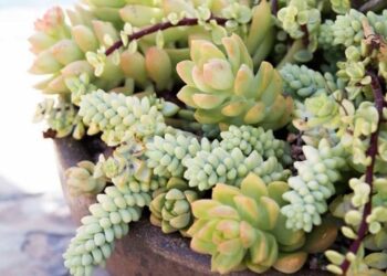 Tipos de plantas: espécies ornamentais, cuidados e cultivo