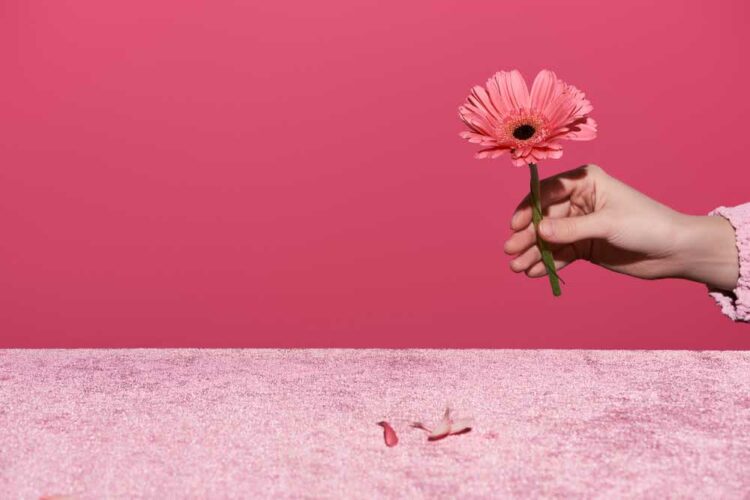 Como Cuidar de Gérbera Dicas para Plantar, Decorar e Cuidados Gerais