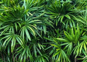 Plantas que purificam o ar: veja 11 espécies que você pode ter em casa