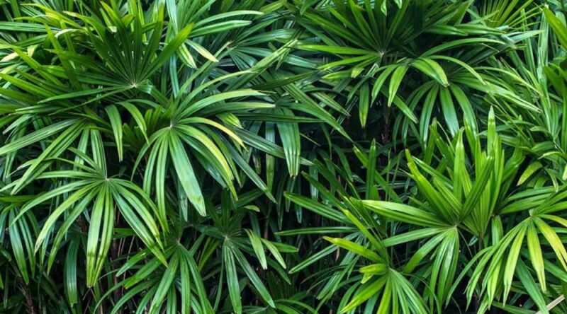 Plantas que purificam o ar: veja 11 espécies que você pode ter em casa