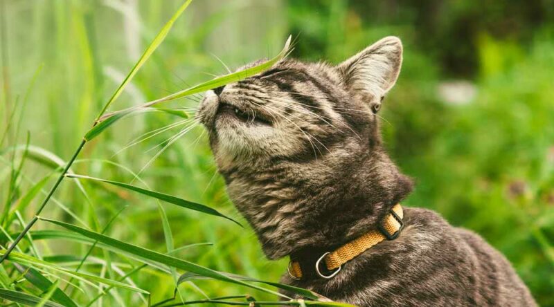 Plantas tóxicas para gatos: veja a lista e cuidados essenciais que você deve tomar