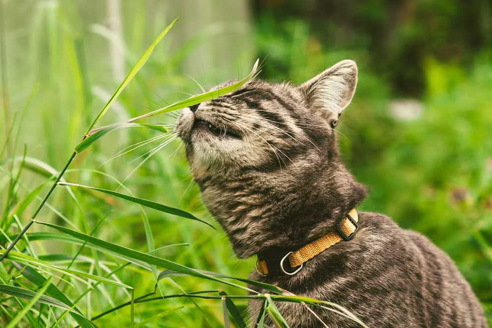 Porque os gatos comem plantas?