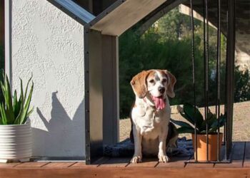 Casinha de cachorro: tipos, como escolher, fazer e ideias inspiradoras