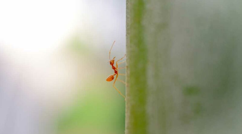 Mata formigas: veja como matar formigas sem usar formicidas