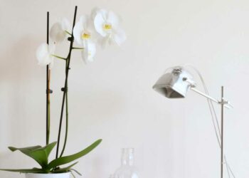 Orquídea branca: significado, como cuidar, espécies e ideias na décor
