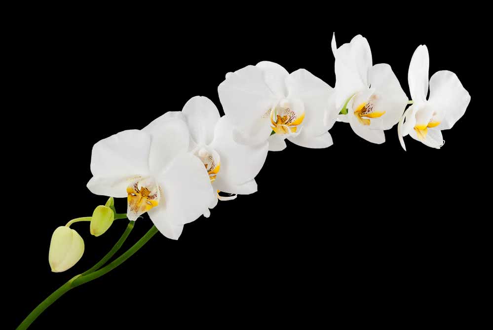 Orquídea Branca: Significado, Como Cuidar, Espécies e Fotos