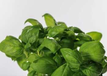 Como plantar manjericão: veja dicas eficazes para ter sempre em casa