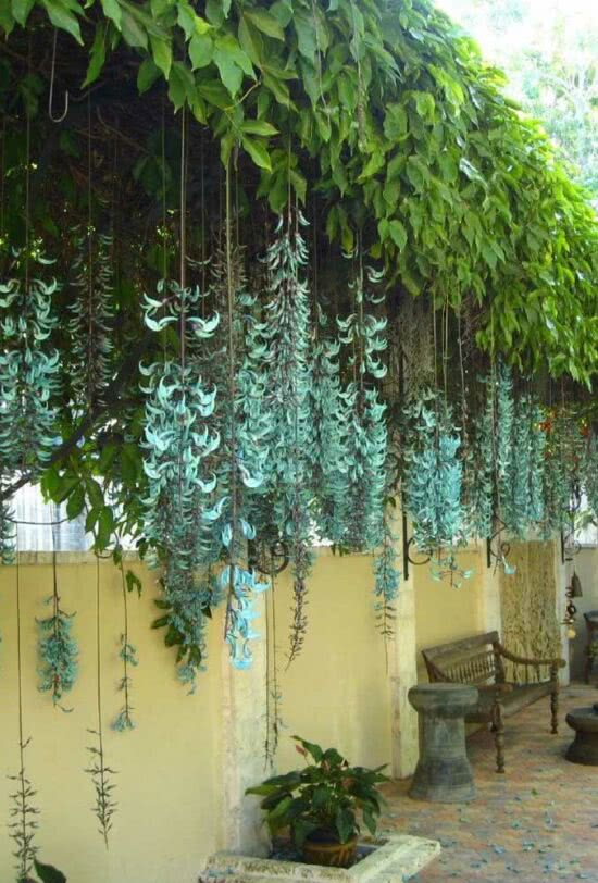 Trepadeira Jade: Características, Curiosidades e Fotos da Planta