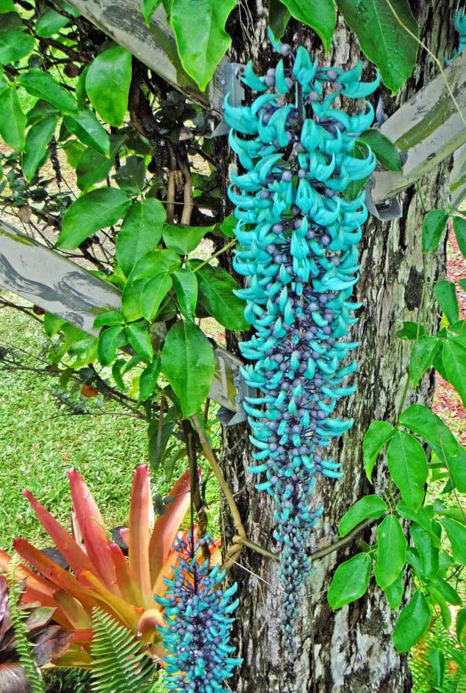 Trepadeira Jade: Características, Cores, Curiosidades e Fotos da Planta