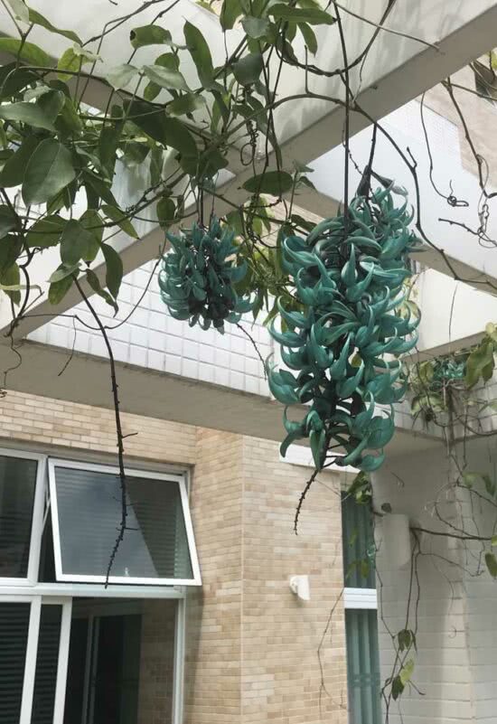 Trepadeira Jade: Características, Curiosidades e Fotos da Planta