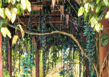 Trepadeira jade: características, cores, curiosidades e fotos da planta