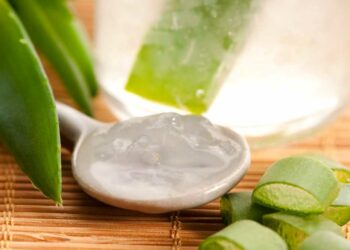 Como plantar babosa: veja como ter essa planta incrível em casa