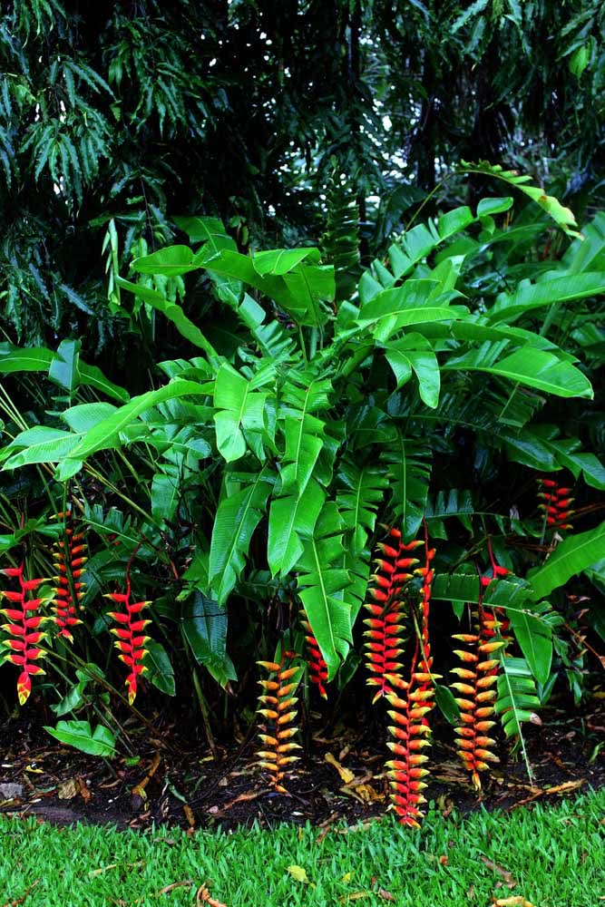 Jardim de helicônias: um maciço tropical 