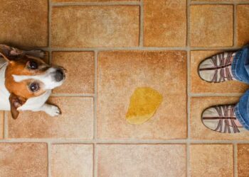 Como tirar cheiro de xixi de cachorro: confira o passo a passo fácil