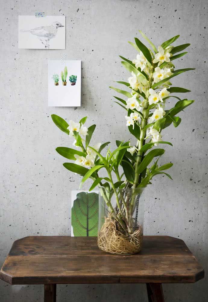 Orquídea Bambu: Como Cuidar, Características e Fotos de Decoração