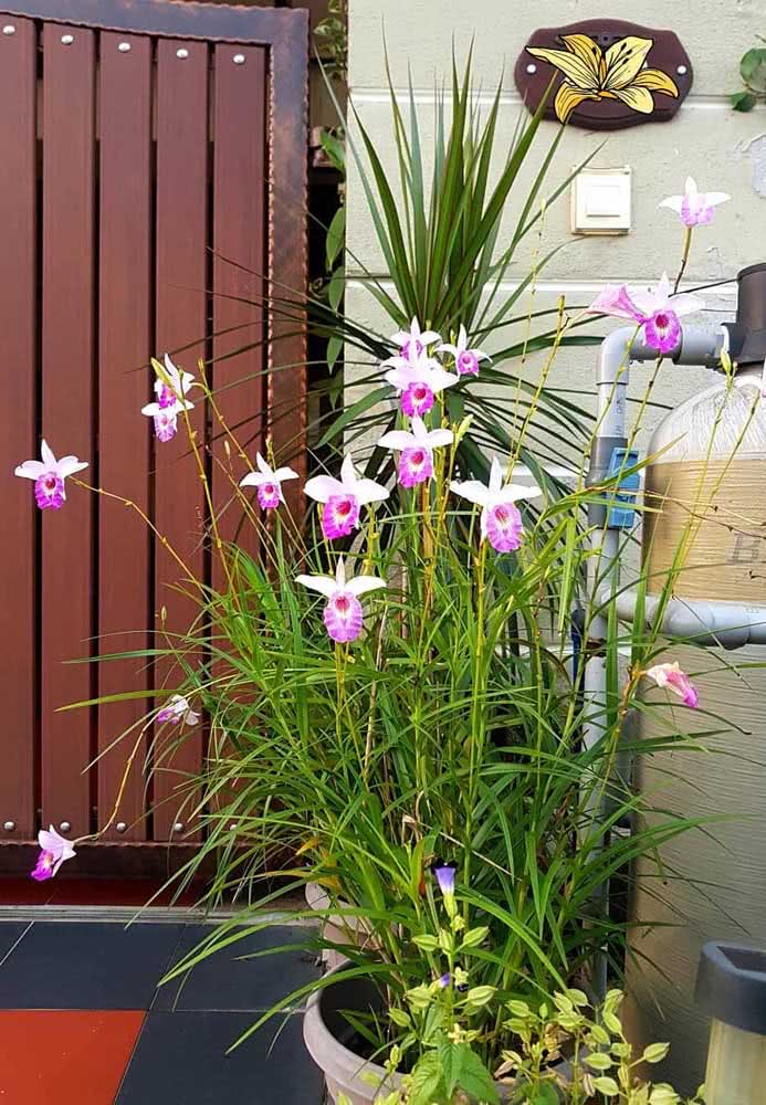 Orquídea Bambu: Como Cuidar, Características e Fotos de Decoração