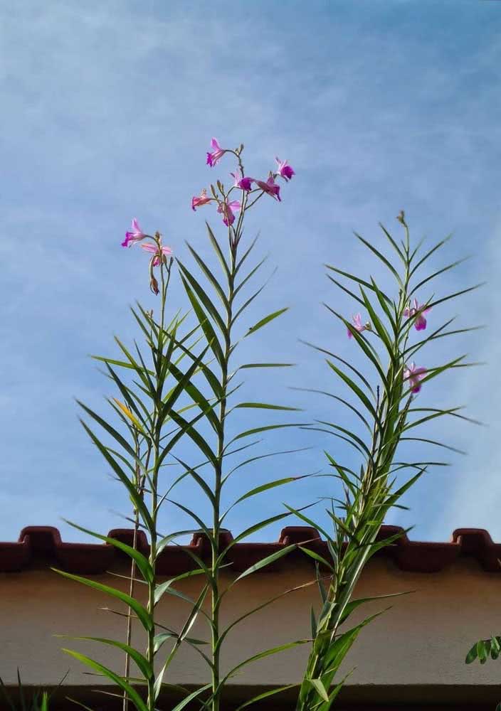 Caule com gominhos e folhas alongadas. Impossível não reconhecer uma orquídea bambu!