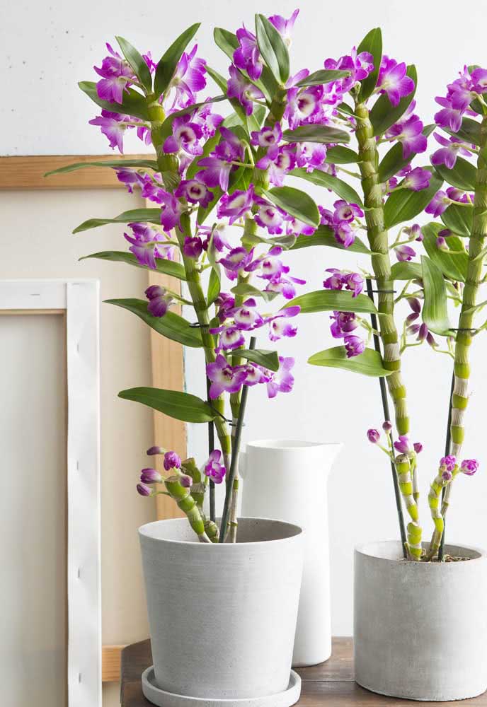 Orquídea Bambu: Como Cuidar, Características e Fotos de Decoração