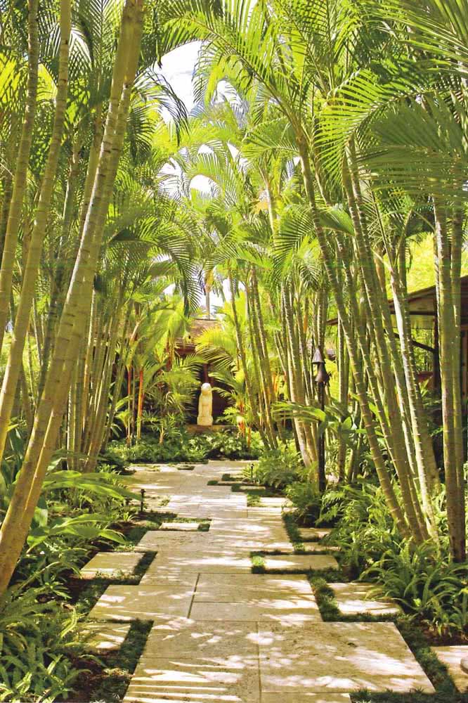 Jardim tropical simples feito apenas de palmeiras