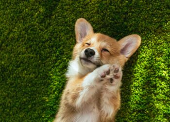 Como tirar cheiro de cachorro da casa: dicas eficientes para seguir