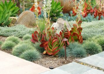 Jardim de suculentas: como fazer, cuidar, dicas e ideias para inspirar