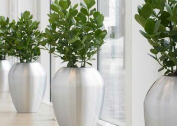 Clúsia: características, como plantar, cuidar e ideias de paisagismo