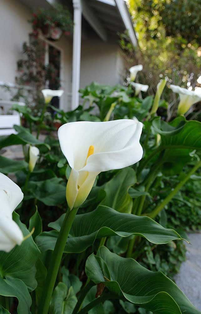 Copo de Leite: Veja Curiosidades Sobre a Flor e Fotos de Decoração