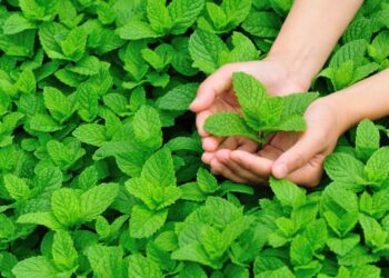 Como plantar hortelã: diferentes tutoriais e passo a passo para seguir