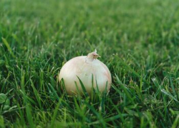 Como plantar cebola: dicas essenciais e passo a passo para você seguir