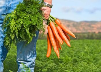 Como plantar cenoura: diferentes formas para começar agora mesmo