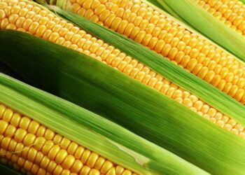 Como plantar milho: 6 diferentes formas para você cultivar