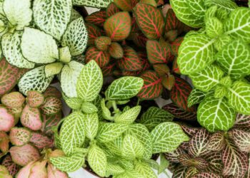 Fitônia: características, como cuidar, dicas e ideias na decoração