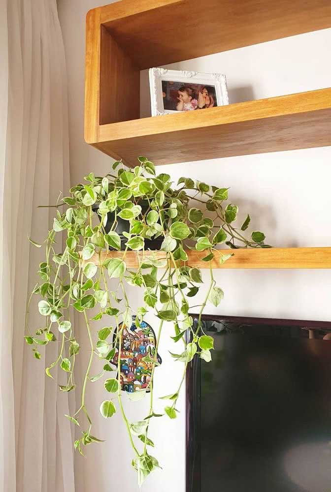 Plantas Pendentes: O que são, Dicas, Tipos e Fotos de Decoração