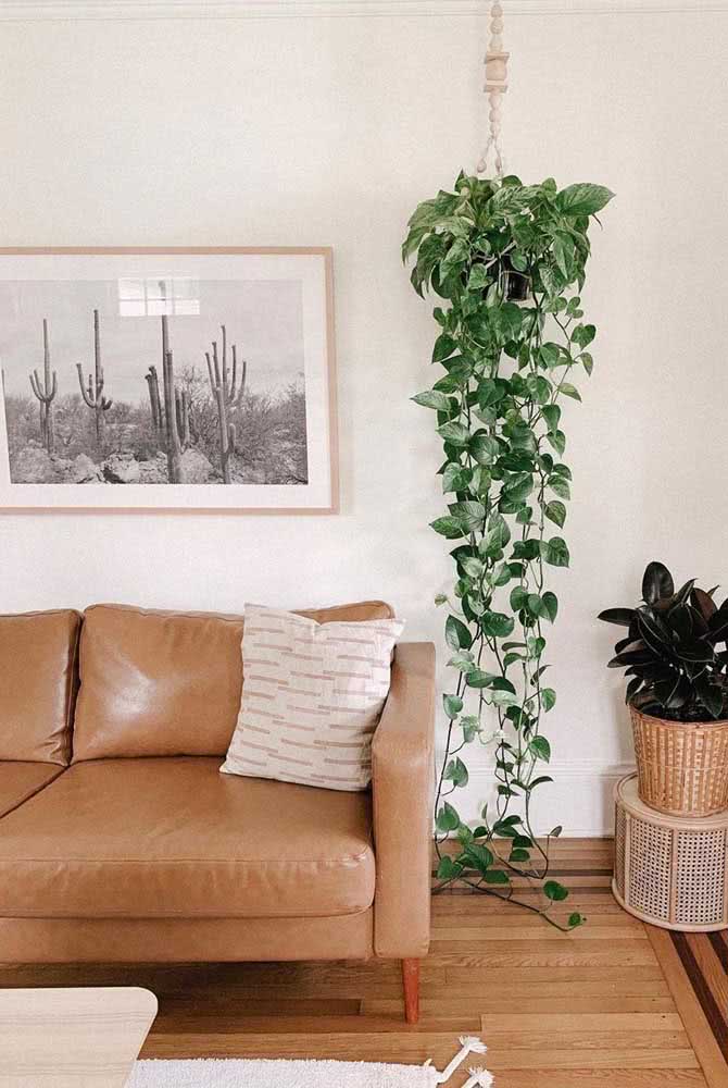 Plantas Pendentes: O que são, Dicas, Tipos e Fotos de Decoração