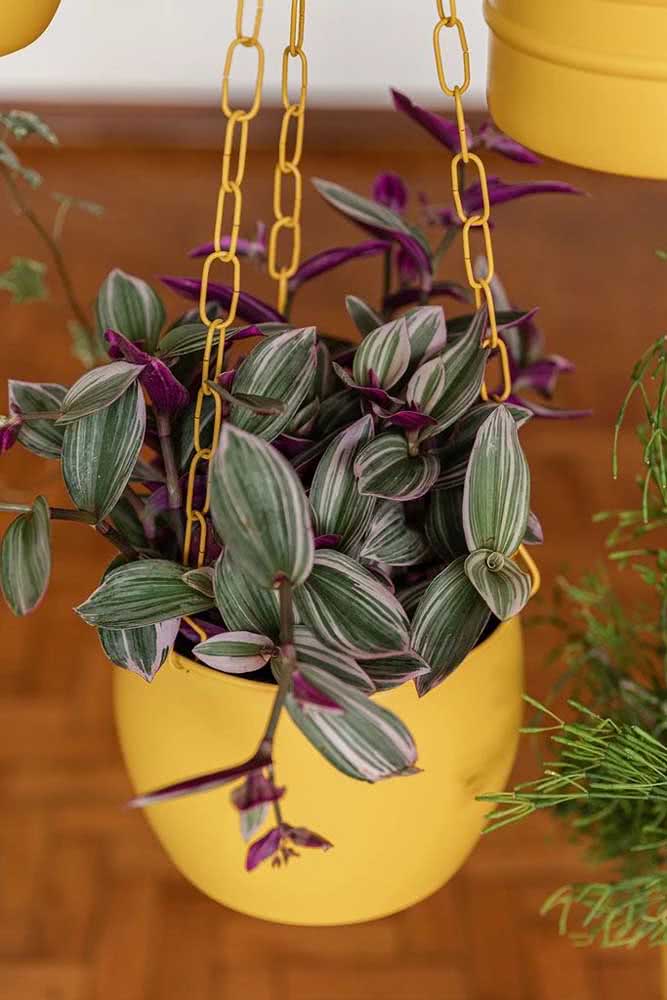 Plantas Pendentes: O que são, Dicas, Tipos e Fotos de Decoração