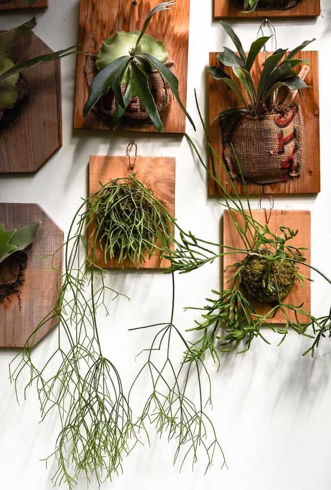 Plantas Pendentes: O que são, Dicas, Tipos e Fotos de Decoração