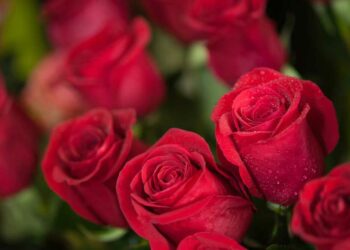 Como plantar rosas: passo a passo e dicas essenciais para seguir