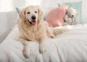 Criar cachorro em apartamento: principais cuidados e 6 dicas para seguir