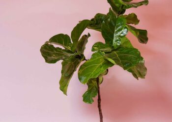 Ficus Lyrata: características, como cuidar, dicas e ideias para decorar