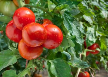 Como plantar tomate: itens necessários e passo a passo pra nunca mais errar