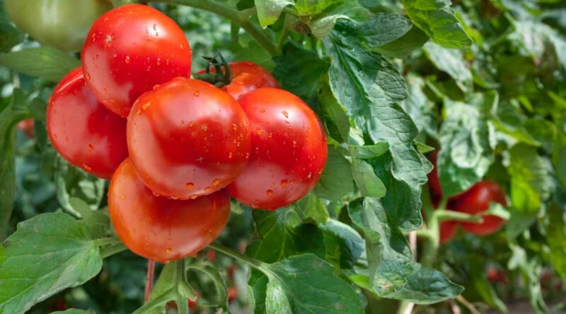 Como plantar tomate: confira o passo a passo tutorial e materiais necessários