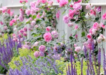 Rosa trepadeira: características, como cuidar, fazer mudas e ideias de paisagismo