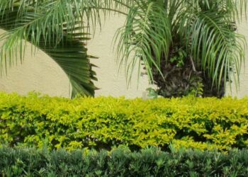 Pingo de ouro: como plantar, cuidar, dicas e ideias de decoração